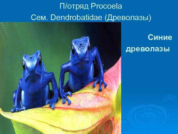 П/отряд Procoela Сем. Dendrobatidae (Древолазы) Синие древолазы 