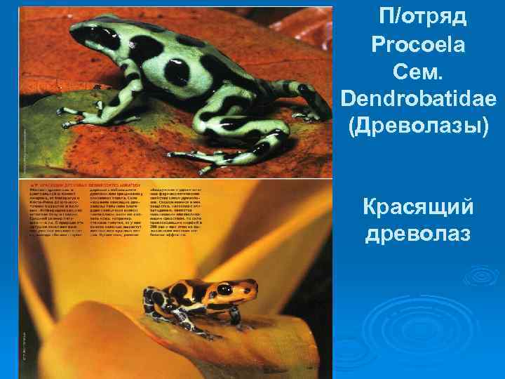 П/отряд Procoela Сем. Dendrobatidae (Древолазы) Красящий древолаз 