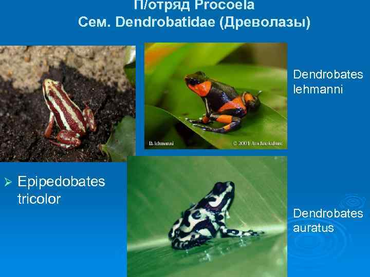 П/отряд Procoela Сем. Dendrobatidae (Древолазы) Ø Ø Dendrobates lehmanni Ø Dendrobates auratus Epipedobates tricolor