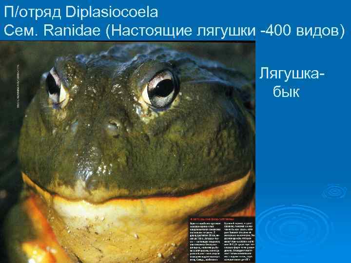 П/отряд Diplasiocoela Сем. Ranidae (Настоящие лягушки -400 видов) Лягушкабык 