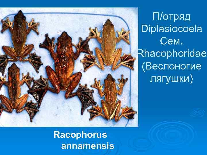 П/отряд Diplasiocoela Сем. Rhacophoridae (Веслоногие лягушки) Racophorus annamensis 