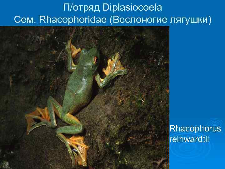 П/отряд Diplasiocoela Сем. Rhacophoridae (Веслоногие лягушки) Ø Rhacophorus reinwardtii 