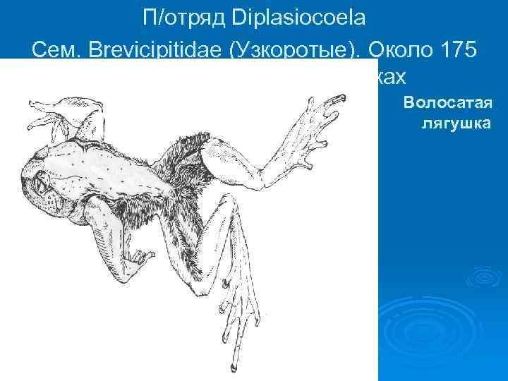 П/отряд Diplasiocoela Сем. Brevicipitidae (Узкоротые). Около 175 видов. Обитают в тропиках Волосатая лягушка 