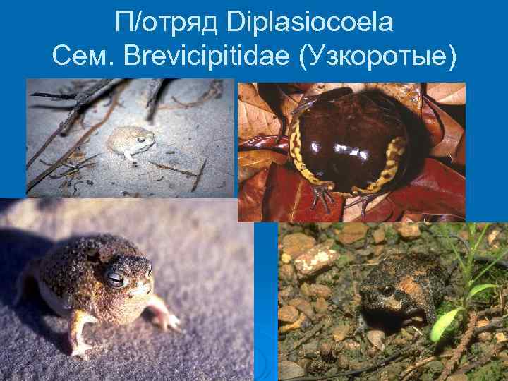 П/отряд Diplasiocoela Сем. Brevicipitidae (Узкоротые) 