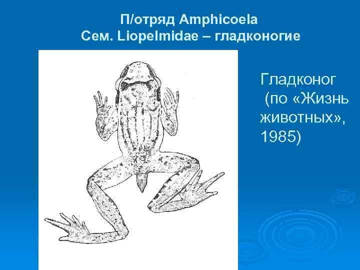 П/отряд Amphicoela Сем. Liopelmidae – гладконогие Гладконог (по «Жизнь животных» , 1985) 