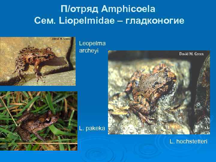 П/отряд Amphicoela Сем. Liopelmidae – гладконогие Ø Leopelma archeyi Ø L. pakeka L. hochstetteri