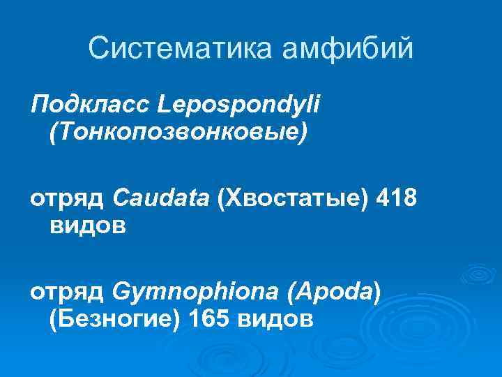 Систематика амфибий Подкласс Lepospondyli (Тонкопозвонковые) отряд Caudata (Хвостатые) 418 видов отряд Gymnophiona (Apoda) (Безногие)