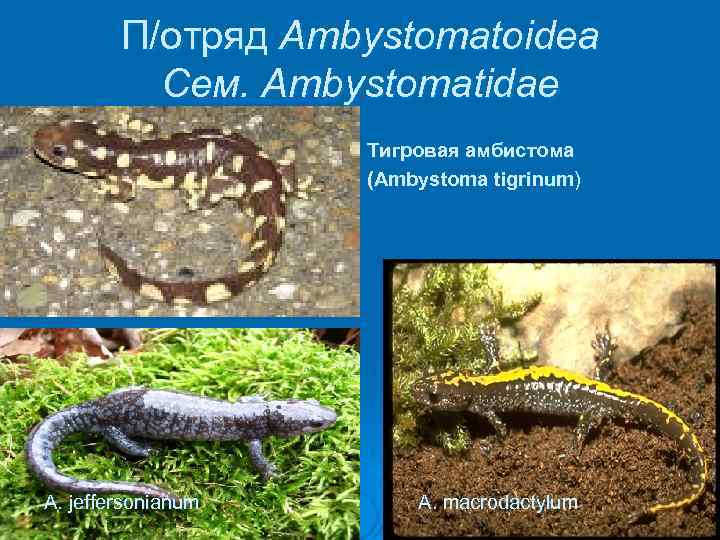 П/отряд Ambystomatoidea Сем. Ambystomatidae Тигровая амбистома (Ambystoma tigrinum) A. jeffersonianum A. macrodactylum 