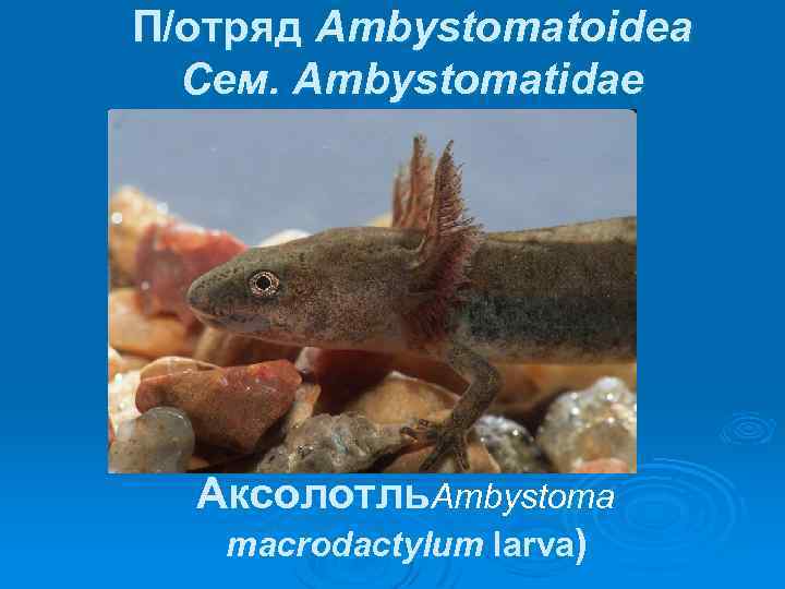 П/отряд Ambystomatoidea Сем. Ambystomatidae Аксолотль. Ambystoma macrodactylum larva) 
