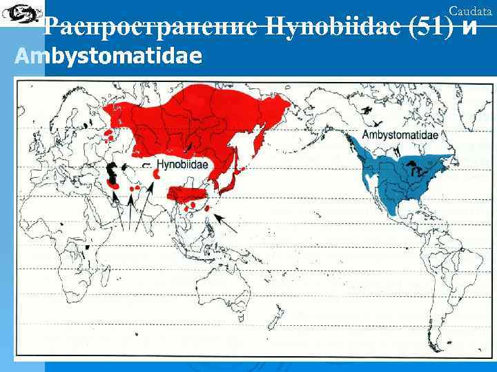 Caudata Распространение Hynobiidae (51) и Ambystomatidae 