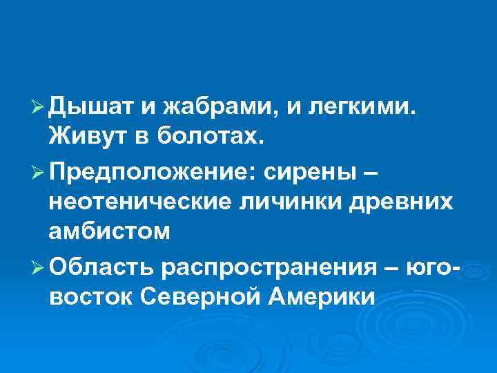 Ø Дышат и жабрами, и легкими. Живут в болотах. Ø Предположение: сирены – неотенические