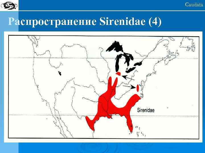 Caudata Распространение Sirenidae (4) 
