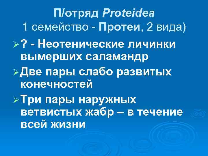 П/отряд Proteidea 1 семейство - Протеи, 2 вида) Ø ? - Неотенические личинки вымерших
