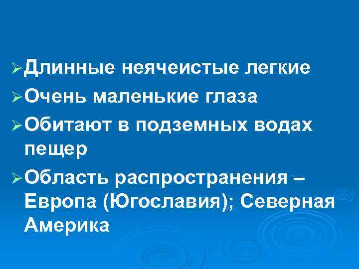 Ø Длинные неячеистые легкие Ø Очень маленькие глаза Ø Обитают в подземных водах пещер