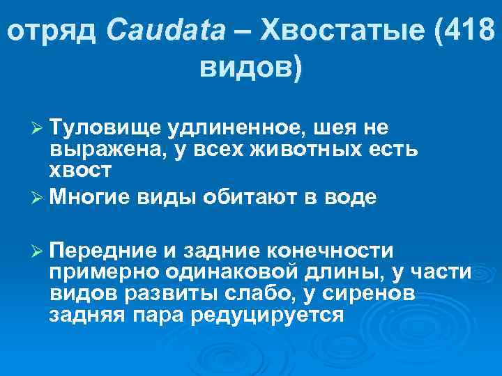 отряд Caudata – Хвостатые (418 видов) Ø Туловище удлиненное, шея не выражена, у всех