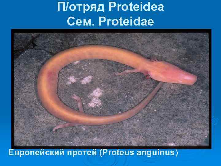 П/отряд Proteidea Сем. Proteidae Европейский протей (Proteus anguinus) 