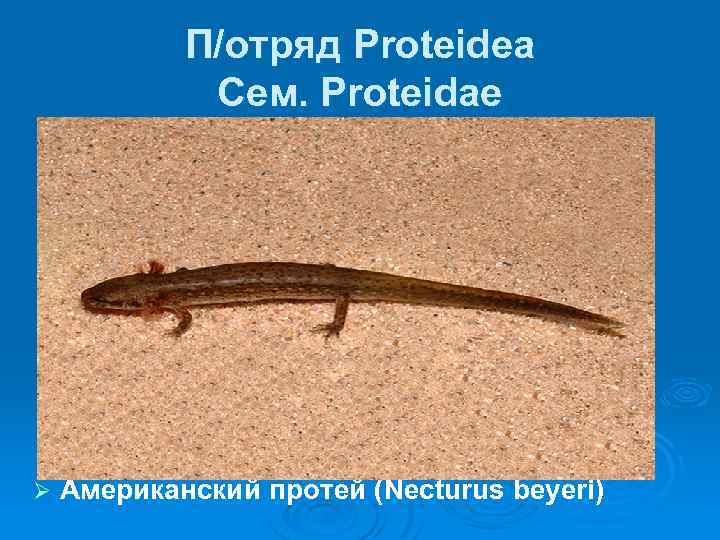 П/отряд Proteidea Сем. Proteidae Ø Американский протей (Necturus beyeri) 