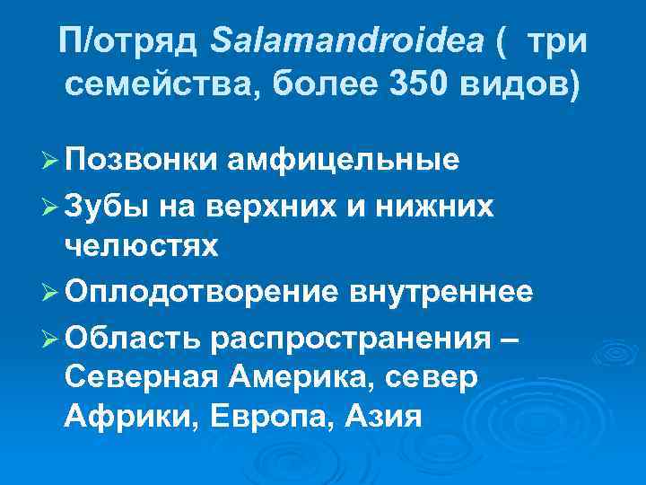 П/отряд Salamandroidea ( три семейства, более 350 видов) Ø Позвонки амфицельные Ø Зубы на