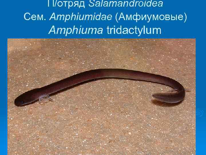 П/отряд Salamandroidea Сем. Amphiumidae (Амфиумовые) Amphiuma tridactylum 