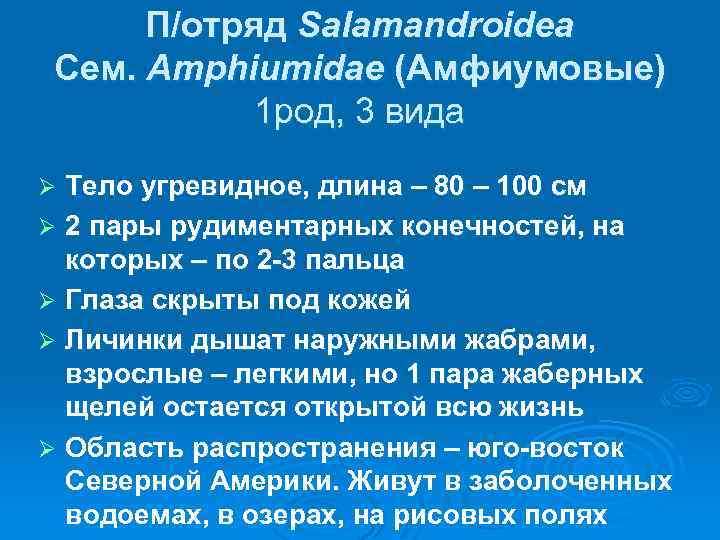 П/отряд Salamandroidea Сем. Amphiumidae (Амфиумовые) 1 род, 3 вида Тело угревидное, длина – 80