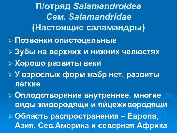 П/отряд Salamandroidea Сем. Salamandridae (Настоящие саламандры) Ø Позвонки опистоцельные Ø Зубы на верхних и