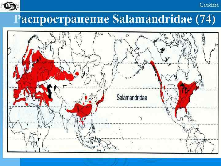 Caudata Распространение Salamandridae (74) 