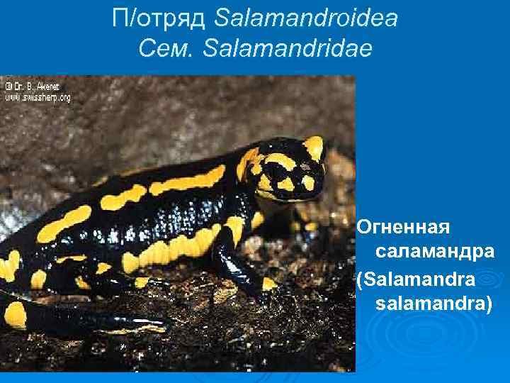 П/отряд Salamandroidea Сем. Salamandridae Огненная саламандра (Salamandra salamandra) 