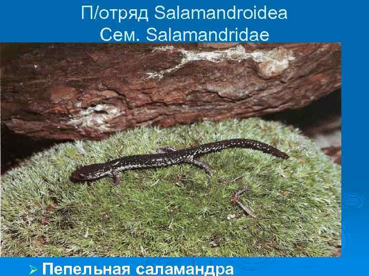 П/отряд Salamandroidea Сем. Salamandridae Ø Пепельная саламандра 