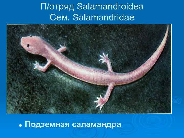 П/отряд Salamandroidea Сем. Salamandridae l Подземная саламандра 
