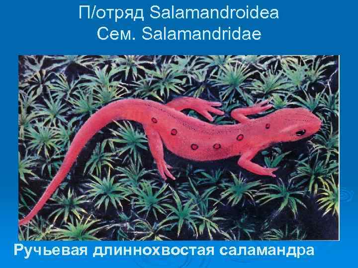 П/отряд Salamandroidea Сем. Salamandridae Ручьевая длиннохвостая саламандра 