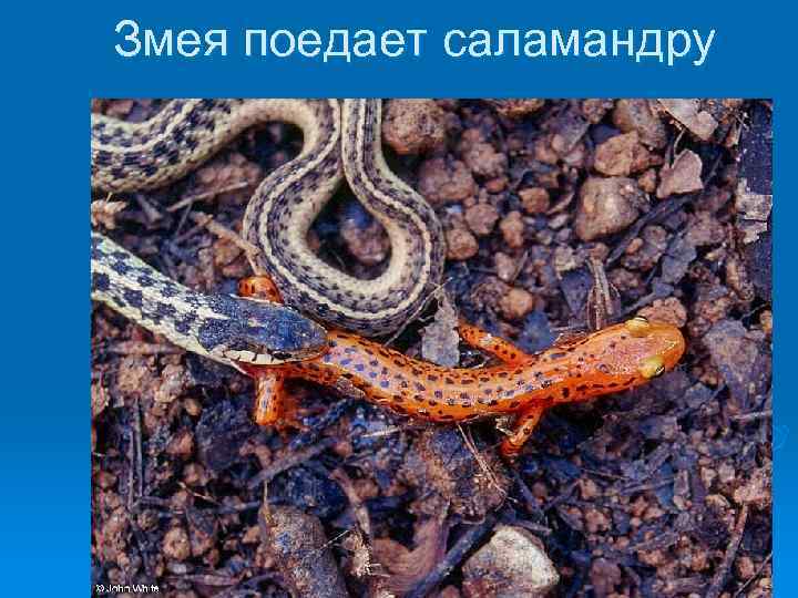 Змея поедает саламандру 
