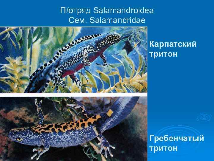 П/отряд Salamandroidea Сем. Salamandridae Ø Карпатский тритон Ø Гребенчатый тритон 