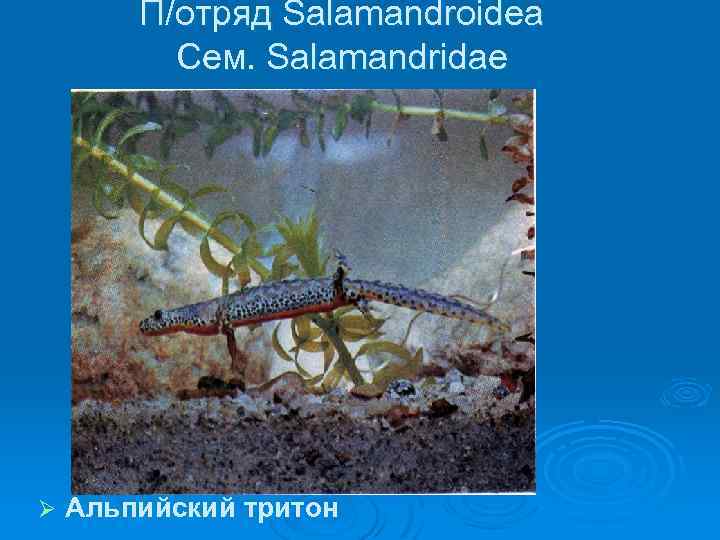 П/отряд Salamandroidea Сем. Salamandridae Ø Альпийский тритон 