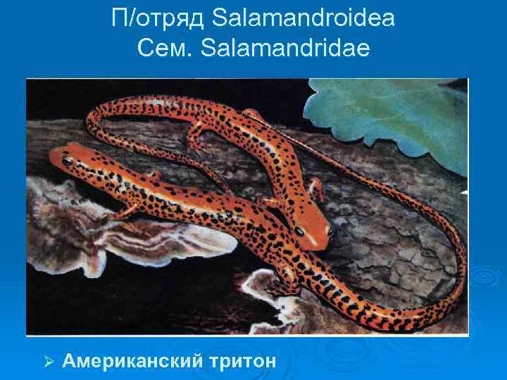 П/отряд Salamandroidea Сем. Salamandridae Ø Американский тритон 
