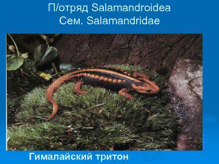 П/отряд Salamandroidea Сем. Salamandridae Гималайский тритон 