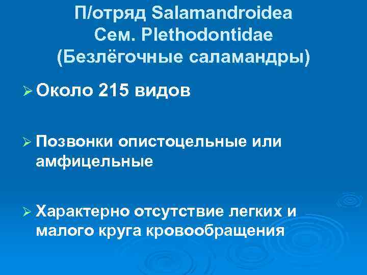 П/отряд Salamandroidea Сем. Plethodontidae (Безлёгочные саламандры) Ø Около 215 видов Ø Позвонки опистоцельные или