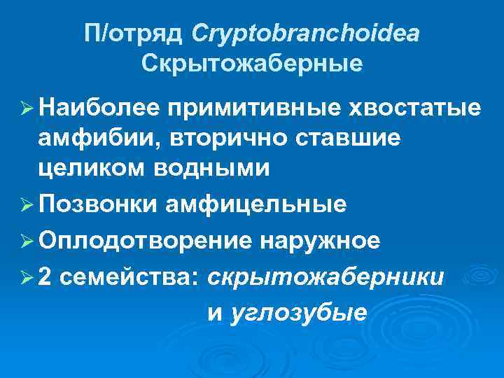 П/отряд Cryptobranchoidea Скрытожаберные Ø Наиболее примитивные хвостатые амфибии, вторично ставшие целиком водными Ø Позвонки