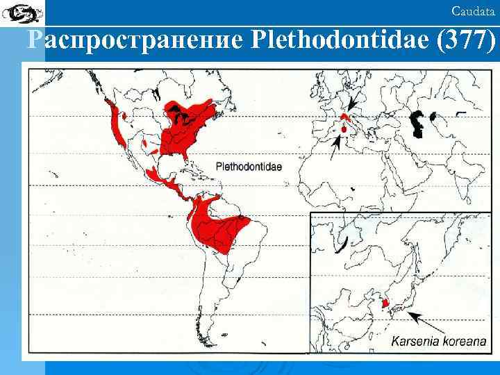 Caudata Распространение Plethodontidae (377) 
