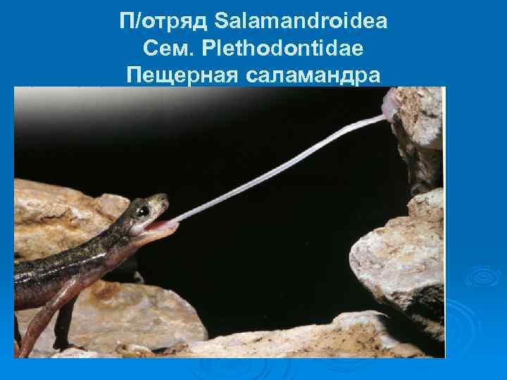 П/отряд Salamandroidea Сем. Plethodontidae Пещерная саламандра 
