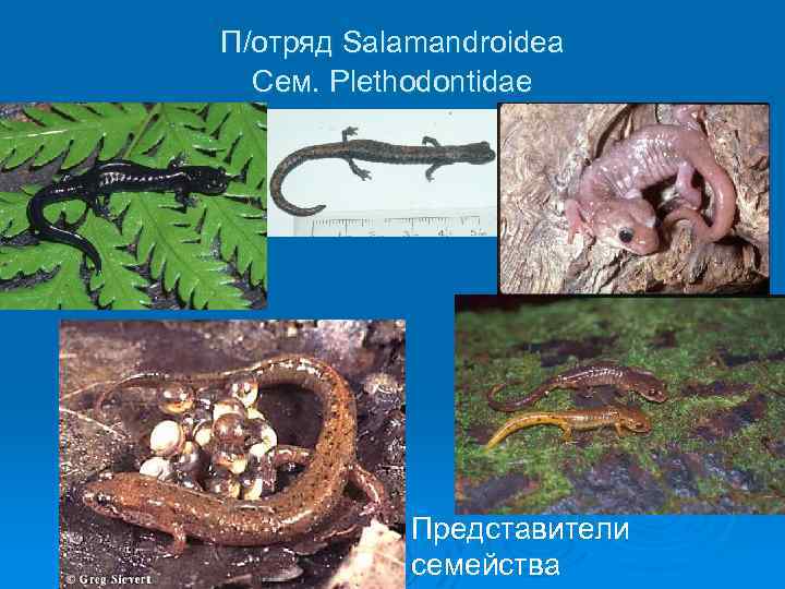 П/отряд Salamandroidea Сем. Plethodontidae Ø Представители семейства 