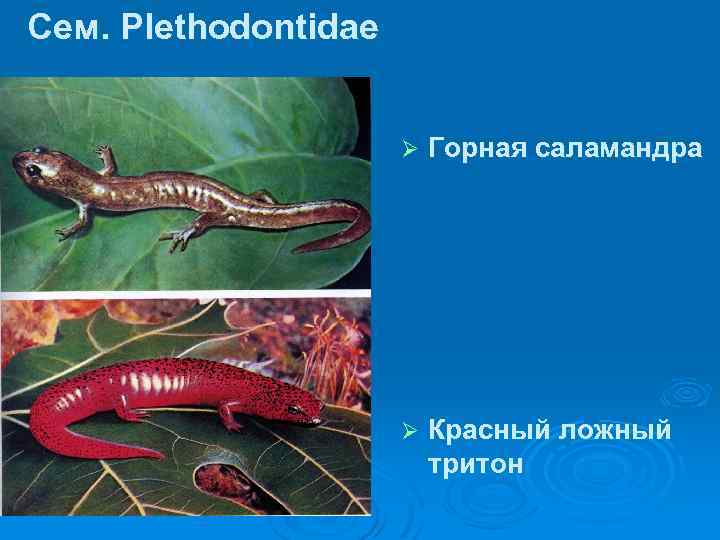 Сем. Plethodontidae Ø Горная саламандра Ø Красный ложный тритон 