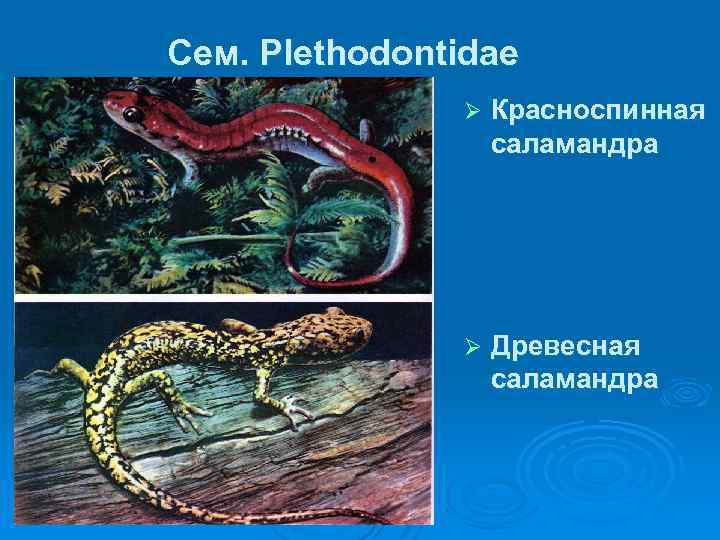 Сем. Plethodontidae Ø Красноспинная саламандра Ø Древесная саламандра 