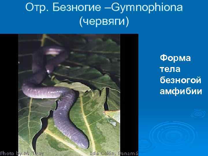 Отр. Безногие –Gymnophiona (червяги) Форма тела безногой амфибии 