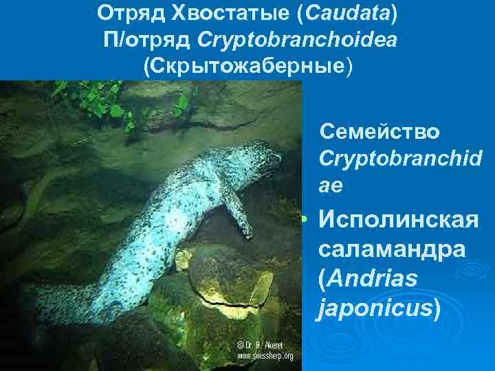 Отряд Хвостатые (Caudata) П/отряд Cryptobranchoidea (Скрытожаберные) Семейство Cryptobranchid ae • Исполинская саламандра (Andrias japonicus)