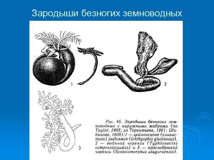 К безногим земноводным относятся. Внешнее строение безногих. Строение безногих земноводных. Скелет безногих амфибий. Особенности строения безногих земноводных.