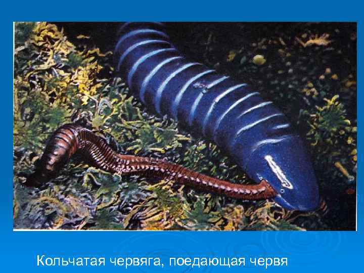 Кольчатая червяга, поедающая червя 