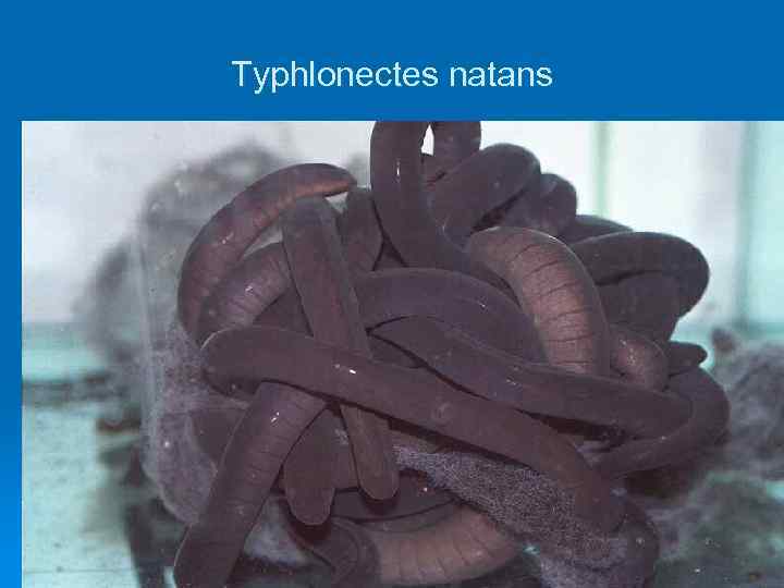 Typhlonectes natans 