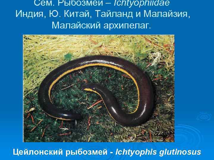 Сем. Рыбозмеи – Ichtyophiidae Индия, Ю. Китай, Тайланд и Малайзия, Малайский архипелаг. Цейлонский рыбозмей