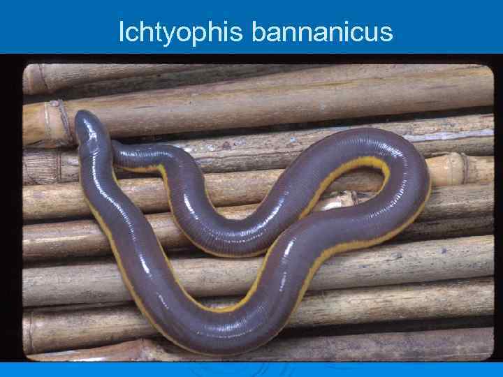 Ichtyophis bannanicus 
