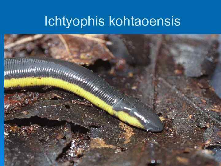 Ichtyophis kohtaoensis 